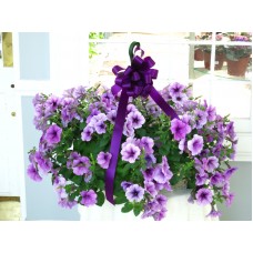 Petunia Hanging Basket 10"